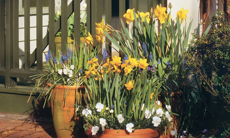narcisos uva jacintos primavera amor-perfeito branco