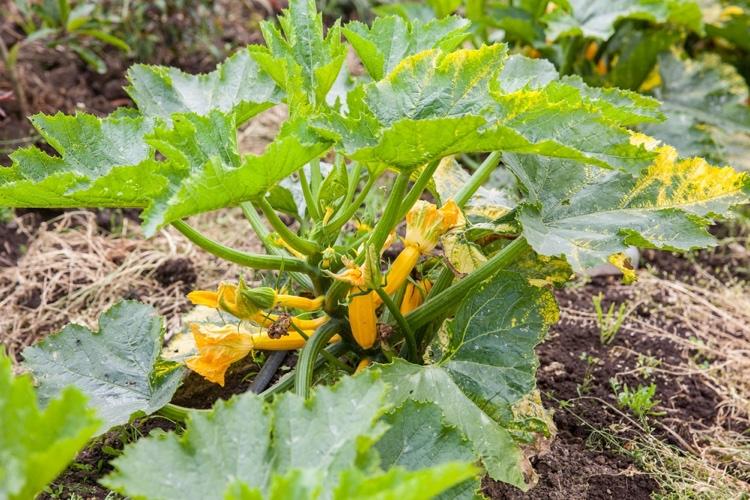 bons vizinhos para abobrinha na horta