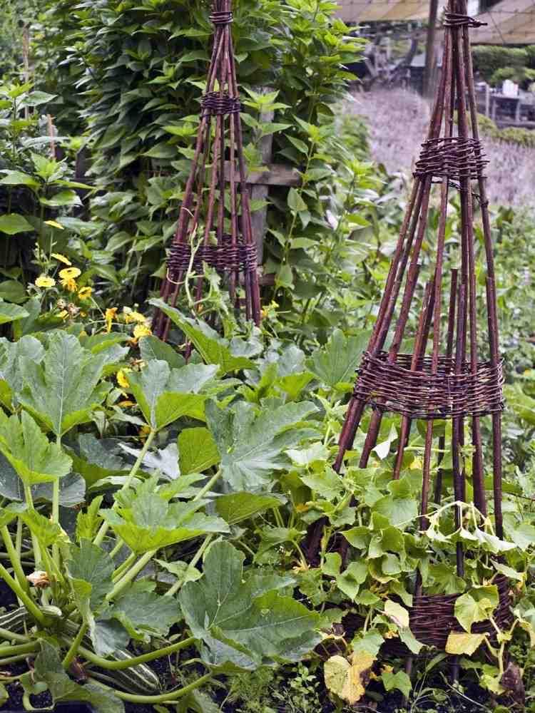 Quais plantas para cultura mista combinam feijão verde e abobrinha