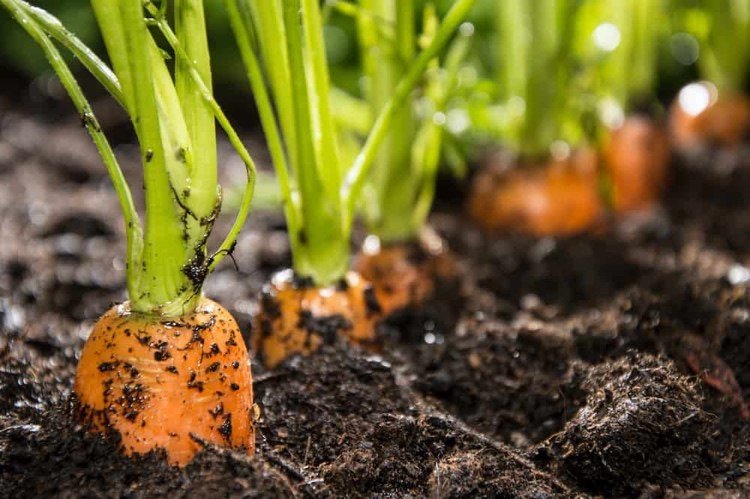 Cultivo misto de cenoura e abobrinha para horta