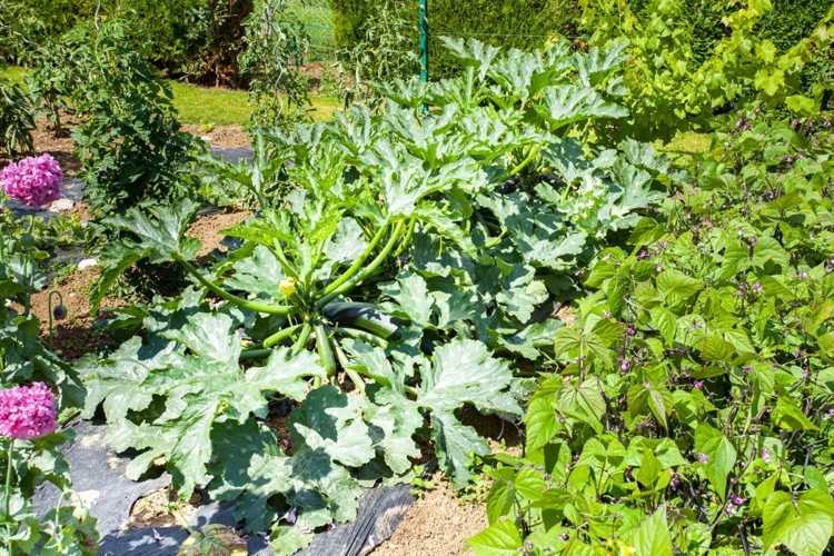 Junte uma cultura mista para a horta com abobrinha