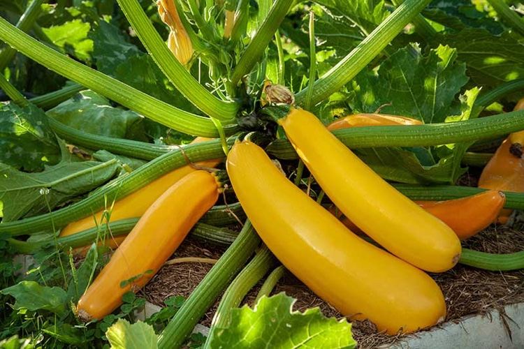 O que planta com abobrinha para plantar na horta