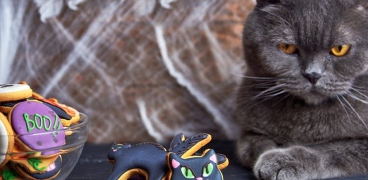 Decoração de biscoitos de Halloween - diversão para toda a família