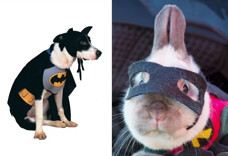 halloween-disguise-men-make-yourself-superhero-pets-funny-diy-dog-coelhos