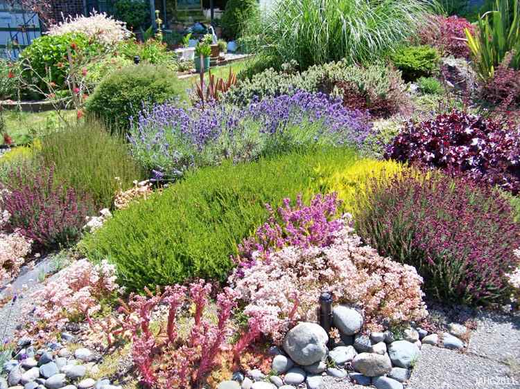 encosta-plantação-sol-pleno-lavanda-hedera-sedum-urze