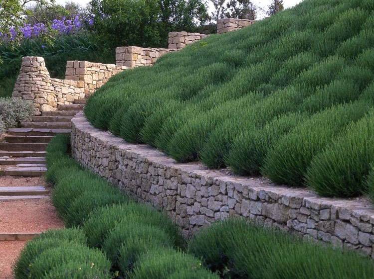 encosta-plantação-lavanda-mediterrâneo-muro de contenção de pedra natural