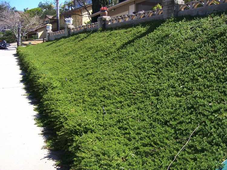 Hillside-planting-trees-cotoneaster-sunny-location