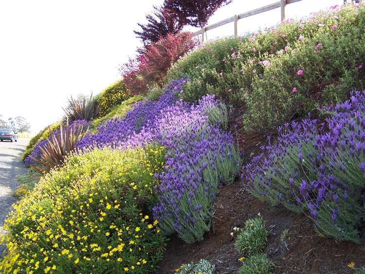 colina-plantar-lavanda-rosa-prímula-ouro-áster-lavanda