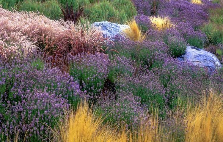 declive-plantio-tomilho-lâmpada-limpeza-grama-amarela-ornamental-grama