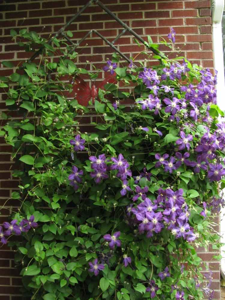 decoração de fachada bonita em treliça para plantas clematite roxa