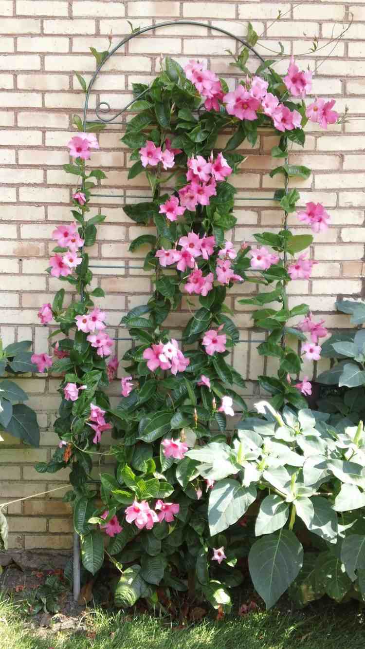 treliça-para-plantas-metal-rosa-flores-trepadeira