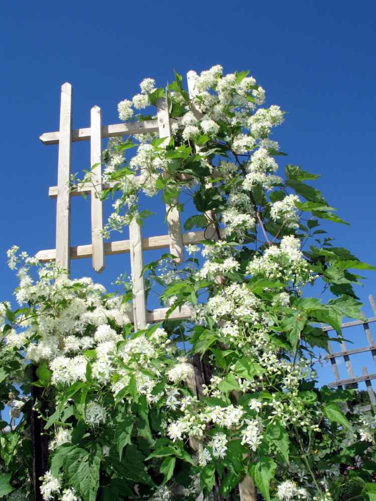 trellis-for-plants-wood-design-garden-design-idea