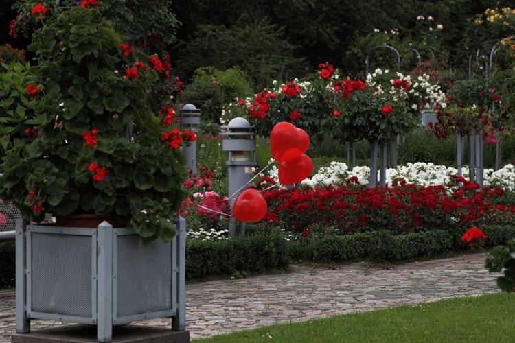 proposta de casamento-ideias-público-flash-mob-balões-formato de coração