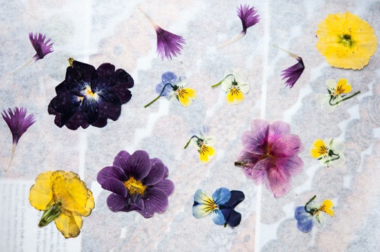 criar herbário plants-press-colorful-ideas-garden