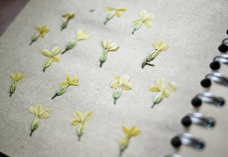 fichário de papel de coleção de herbário-criar-flores-amarelas