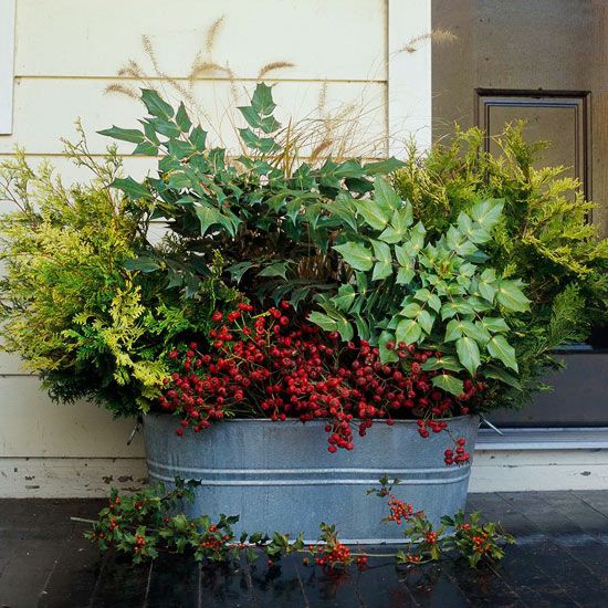 plantas vermelhas baga verde trazem um toque da primavera ao outono