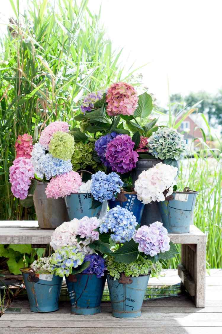 jardim de verão com flores coloridas de hortênsias