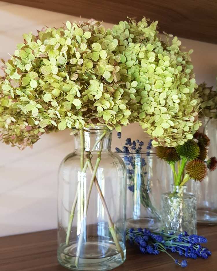 decore a decoração de outono com hortênsias em vasos de vidro