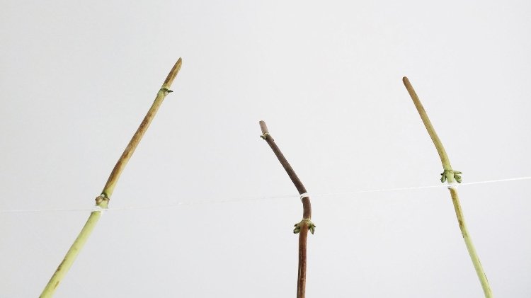 secagem de hortênsias instruções para desligar