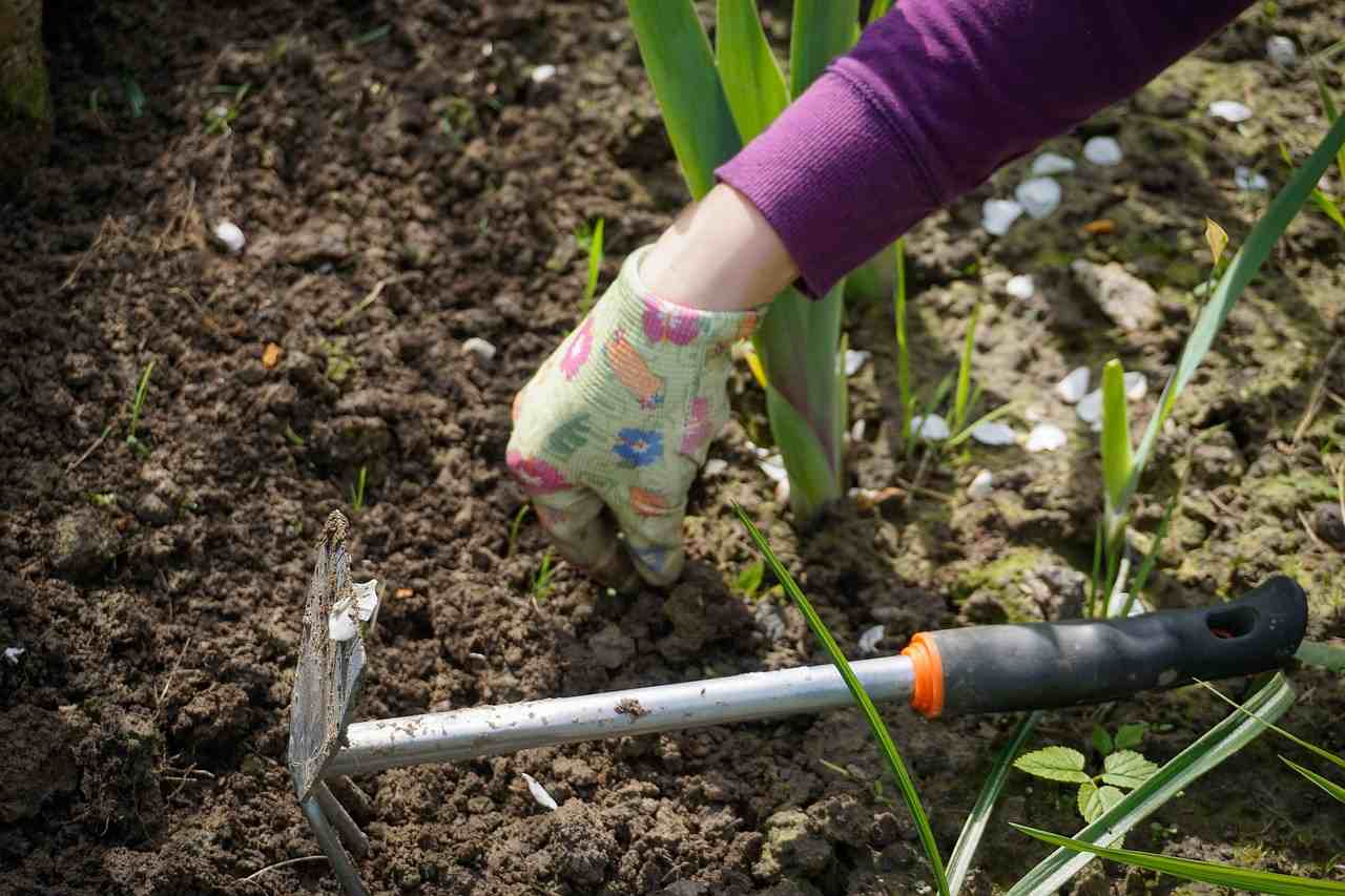 Plantar um canteiro, instruções de plantio, variedades de vegetais, tendências de jardim