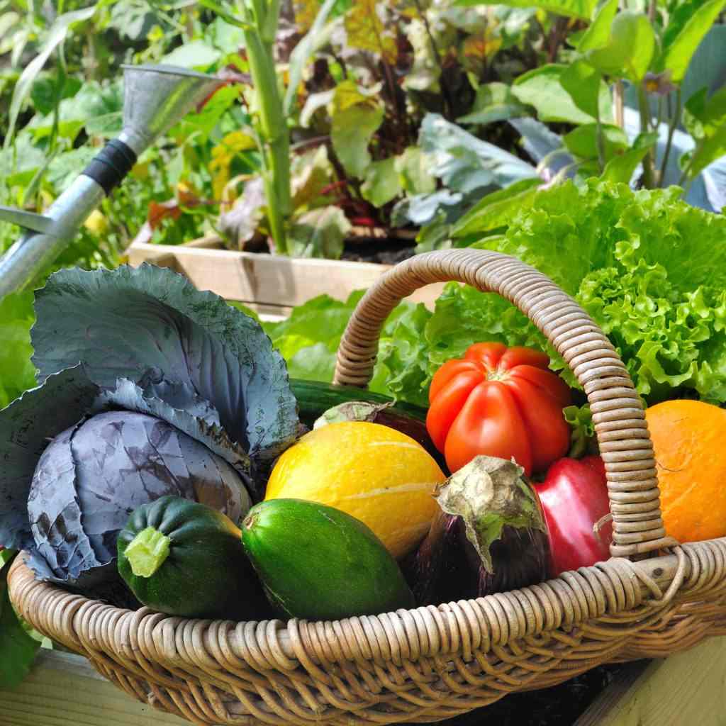 Plantar uma colina, instruções de plantio, vegetais, abobrinha, tomates no jardim