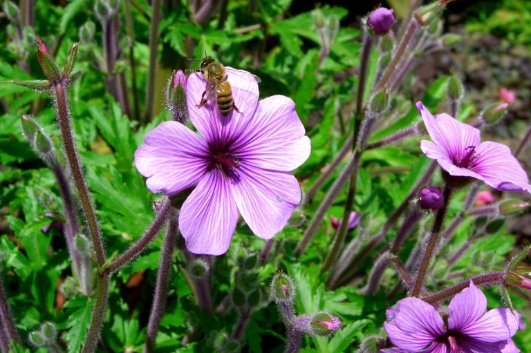 Criação de canteiros Flores Jardim amigo das abelhas Conservação da natureza Tendências do jardim