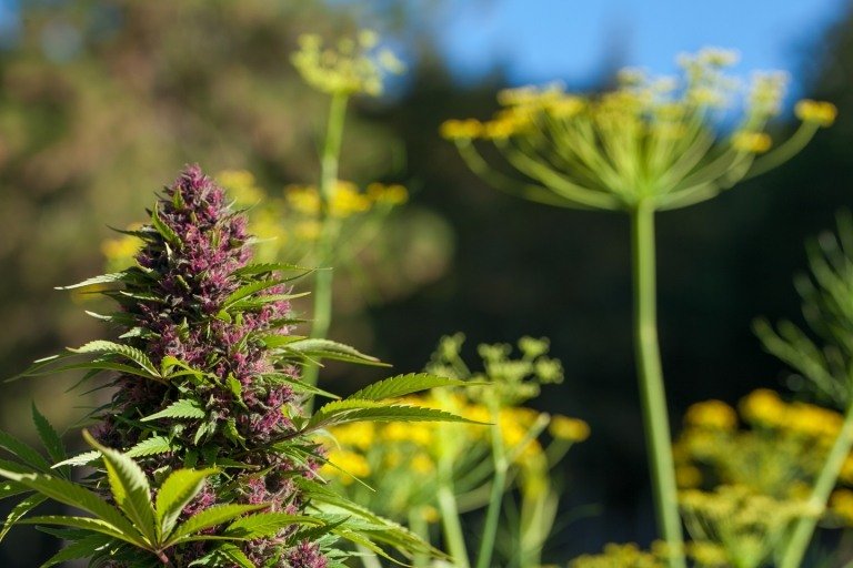 Criando uma colina onde as plantas, plantam flores, as tendências do jardim 2019