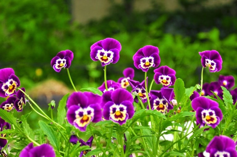 Criação de canteiros, plantio de flores, variedades, tendências de jardins de verão 2019