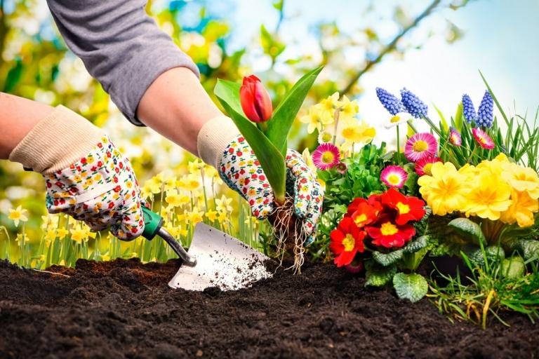 Criando uma colina instruções simples Plantando flores Túlipas Verão