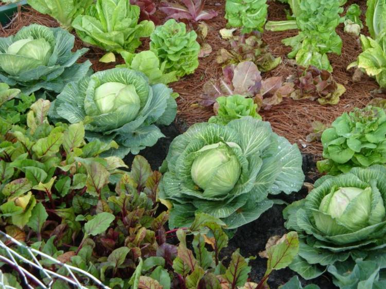 um-vegetal-cama-criar-repolho-jardim-plantas-nutrição saudável