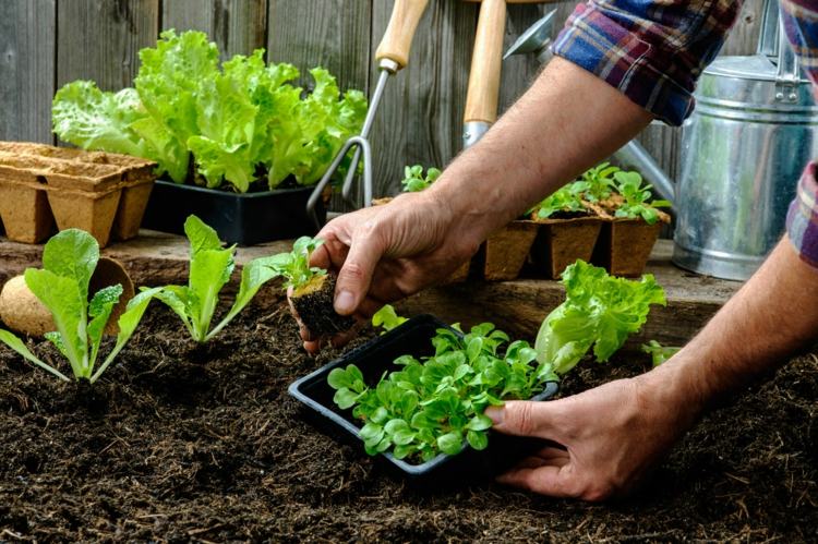a-hobby patch-create-salad-rapunzel-garden design-hobby jardineiro