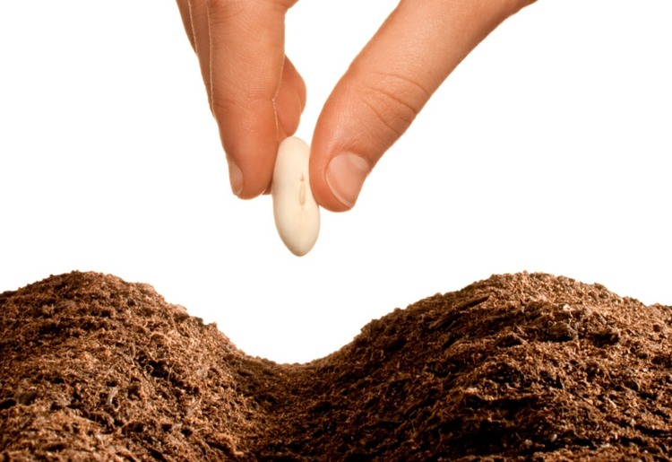 um-legume-canteiro-criar-sementes-saeen-terra-dicas