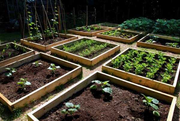 Plantando uma cama de vegetais Cuidados corretos com o plantio de outono