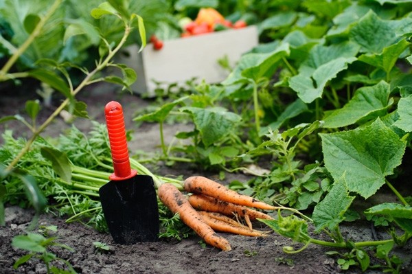 Horta de outono amadurecendo dicas de cenoura para jardinagem
