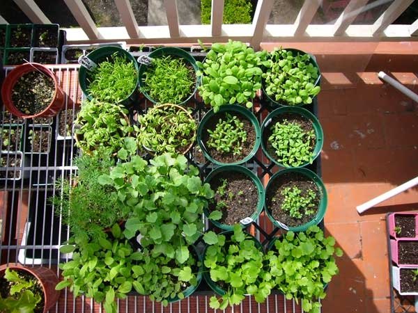 sementes em vasos de flores varanda dicas de jardim vegetais