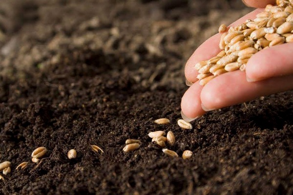 dicas de jardinagem de hobby crie canteiros de vegetais no outono com sementes