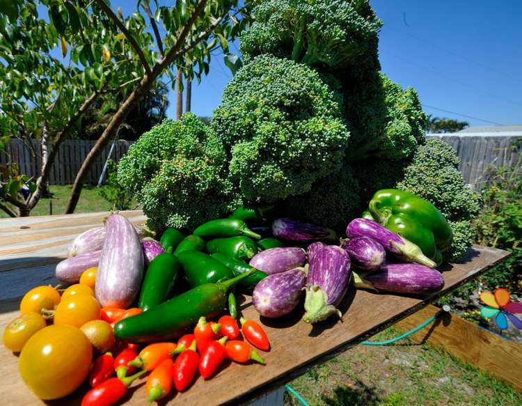Crie uma horta vegetal-colheita-berinjela-brócolis