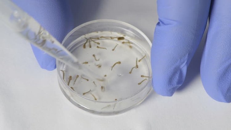 Solução de alho contra larvas de mosquito