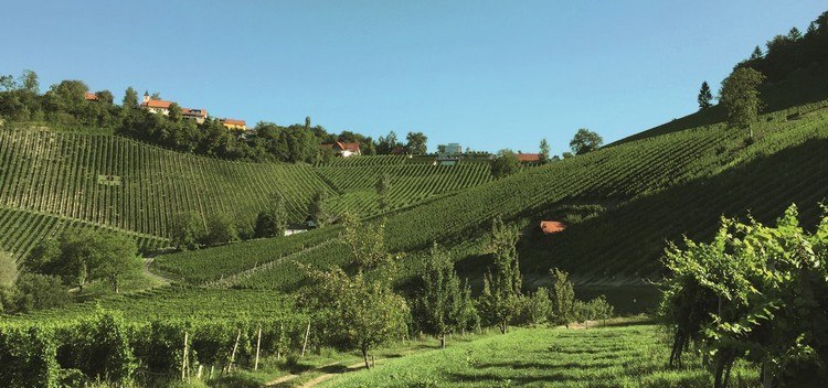 Weinaerten no sul da Estíria - Áustria anunciando niki sauer
