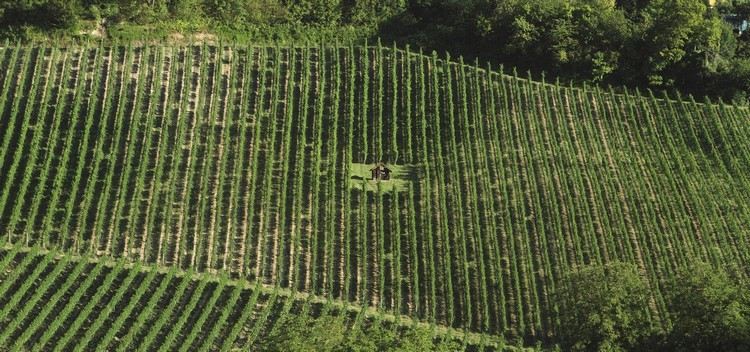 Weinreben suedsteiermark - áustria publicidade niki sauer