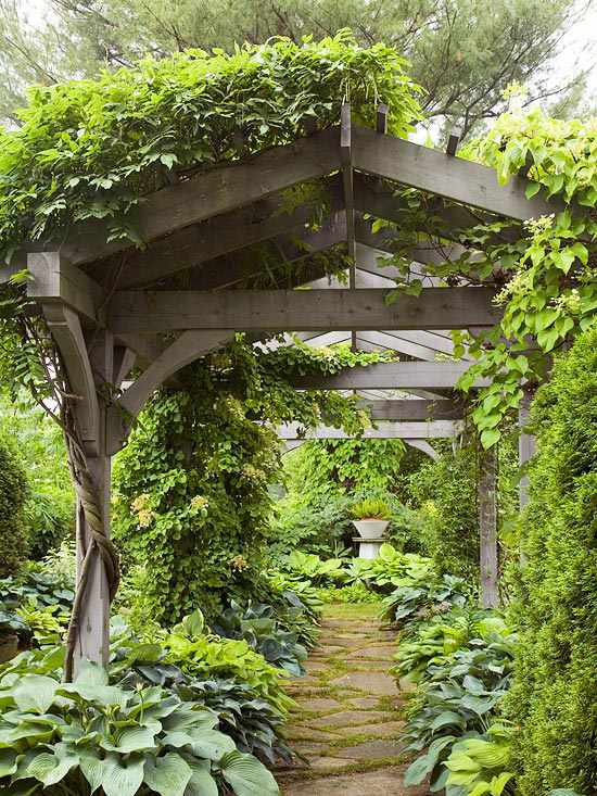 Plantas trepadeiras Toldo de parede verde caramanchão com estrutura de madeira