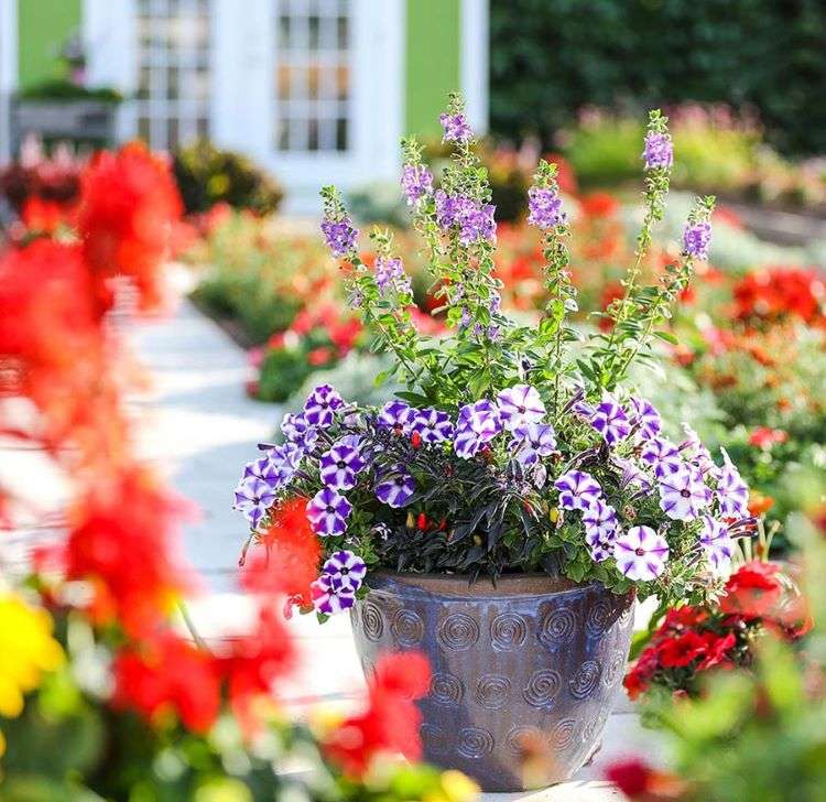 Plantio de verão para vasos Plante o terraço com vasos de plantas