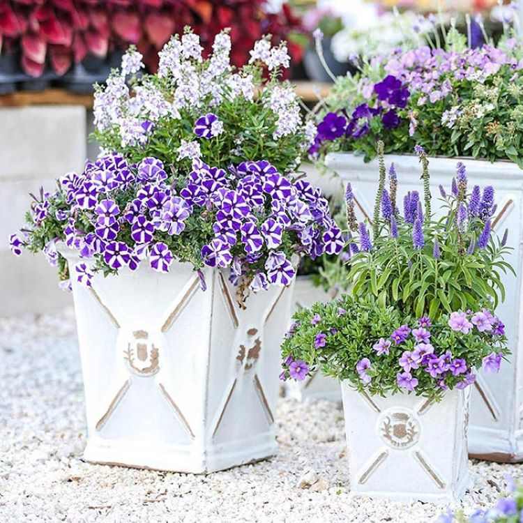 Plante vasos no terraço para o verão