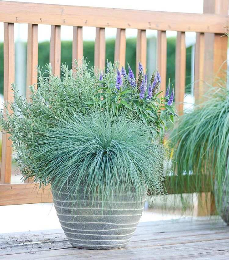 Plantas de contêiner para o terraço para pleno sol Festuca azul e lavanda e veloz