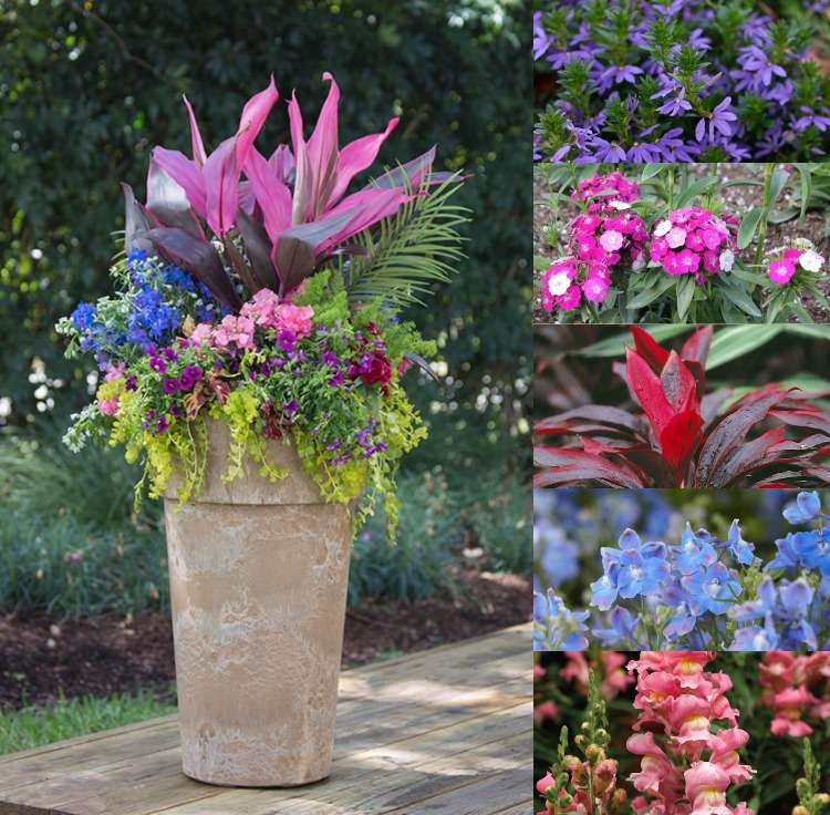 Plantas de contêiner para pátio Idéias para plantio de flores no verão