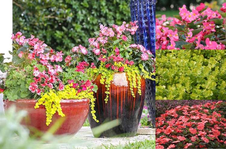 Plantas de contêiner para terraço para exemplos de sombra