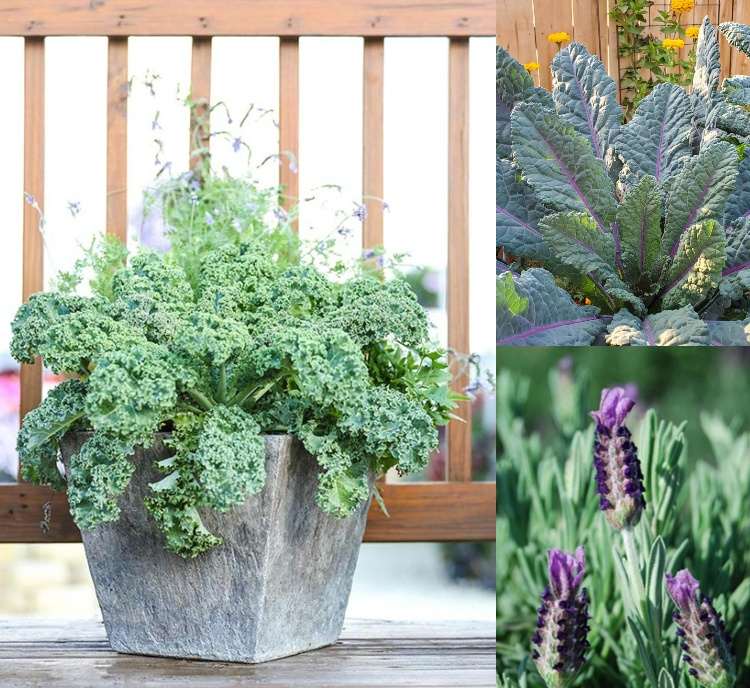 Plante pequenos baldes com couve e alfazema
