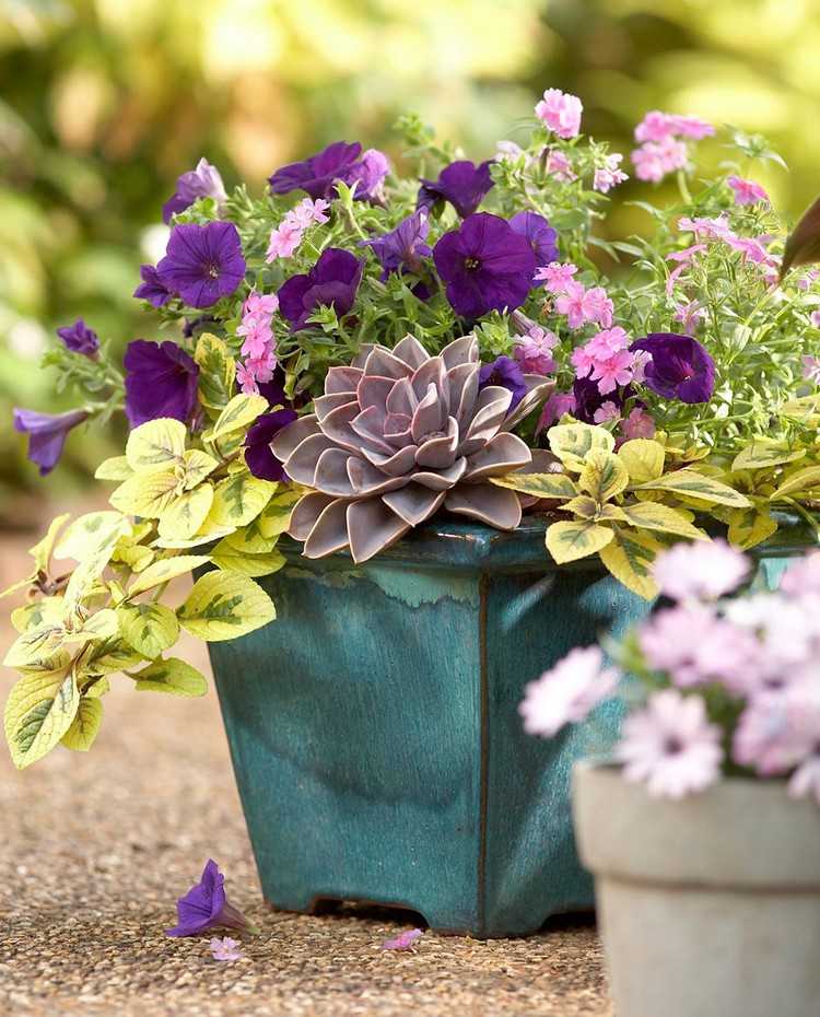 Plante suculentas em vasos de flores