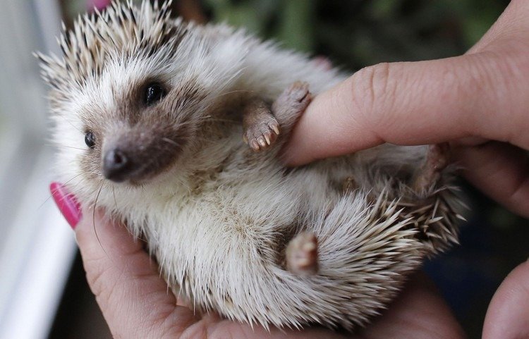 porco-espinho africano de barriga branca animal de estimação domesticado fofo