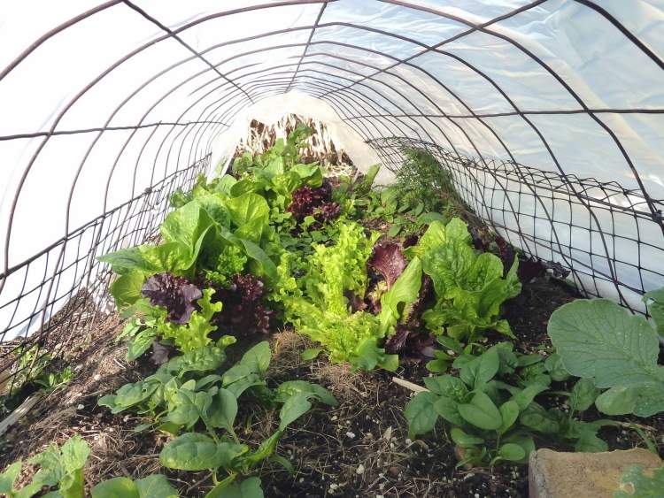 jardim-janeiro-trabalho-saladas-coberto-protegido contra frio